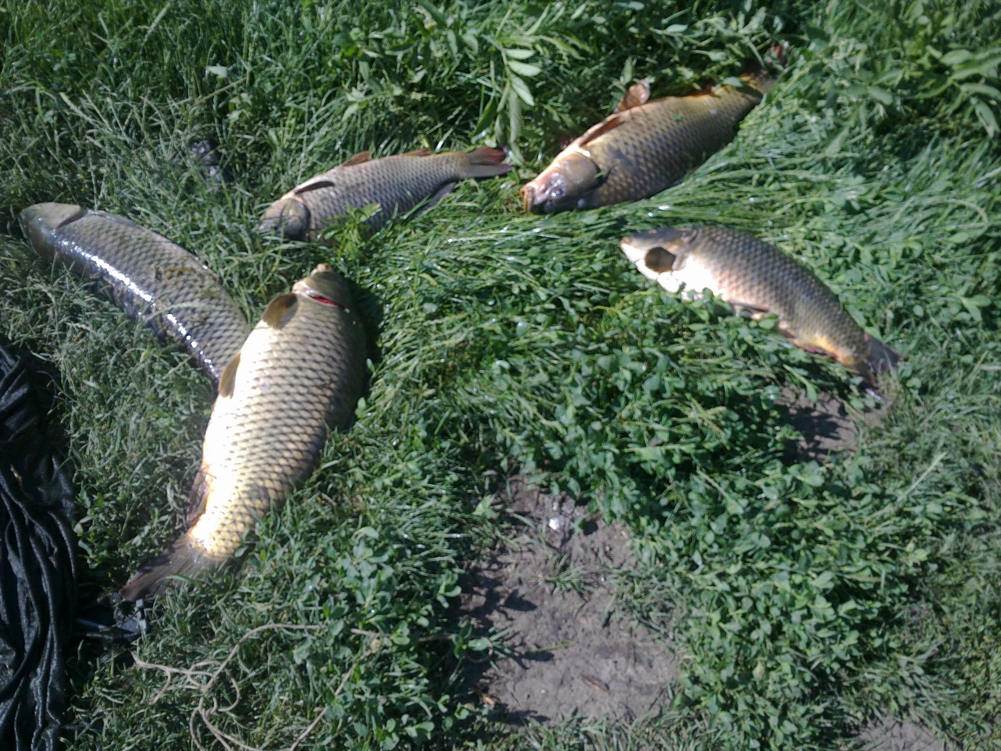 Valter Maracineanu 23 - 27 apr. - 16062013236.jpg